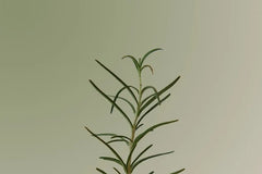 Rosemary Scalp Scaling Shampoo
