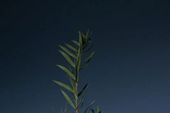 Tea Tree Purifying Shampoo